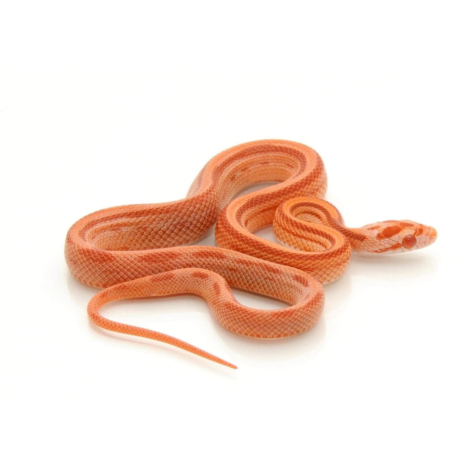 Fancy Corn Snake