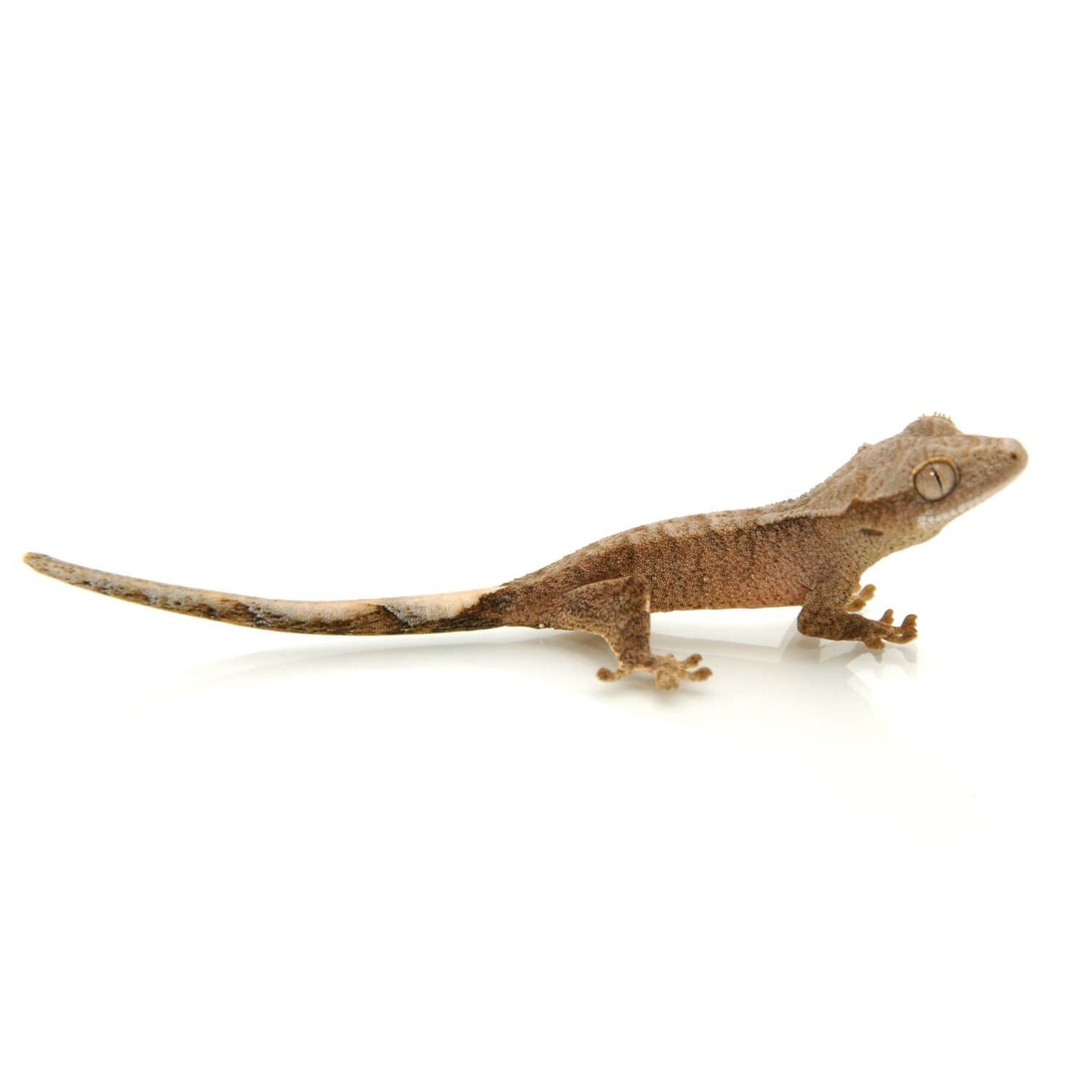 Crested Gecko, Baby