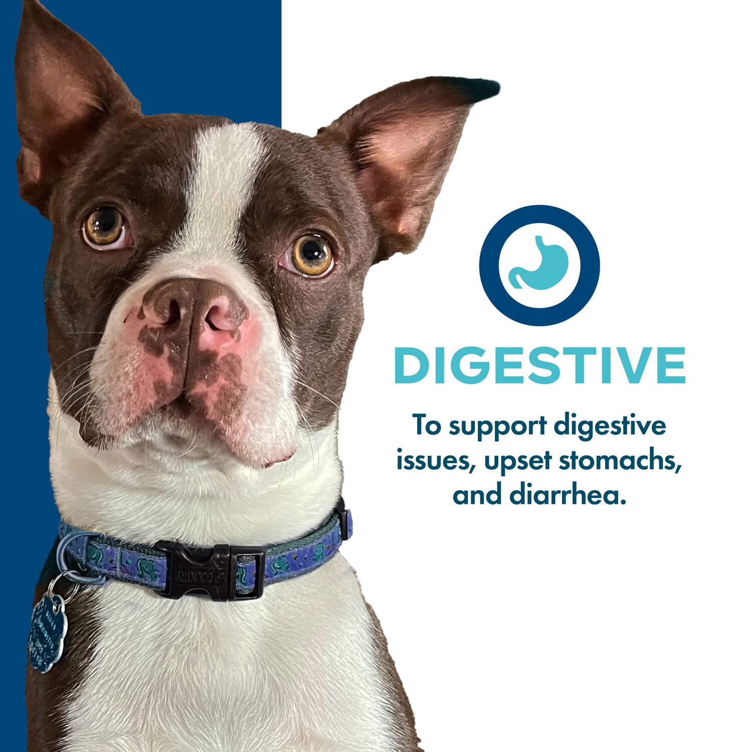Fromm Nutritionals Digestive Support Supplement Pate Wet Dog Food, 13-Oz Can