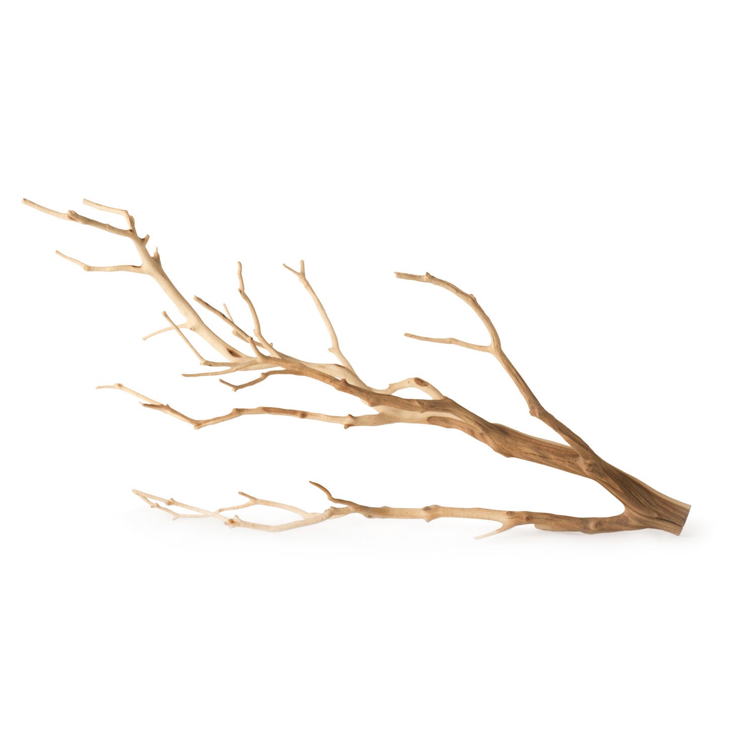 Gal&aacute;pagos Staghorn Branch Aquarium And Terrarium Decor, Manzanita Branch, Natural 19-24"