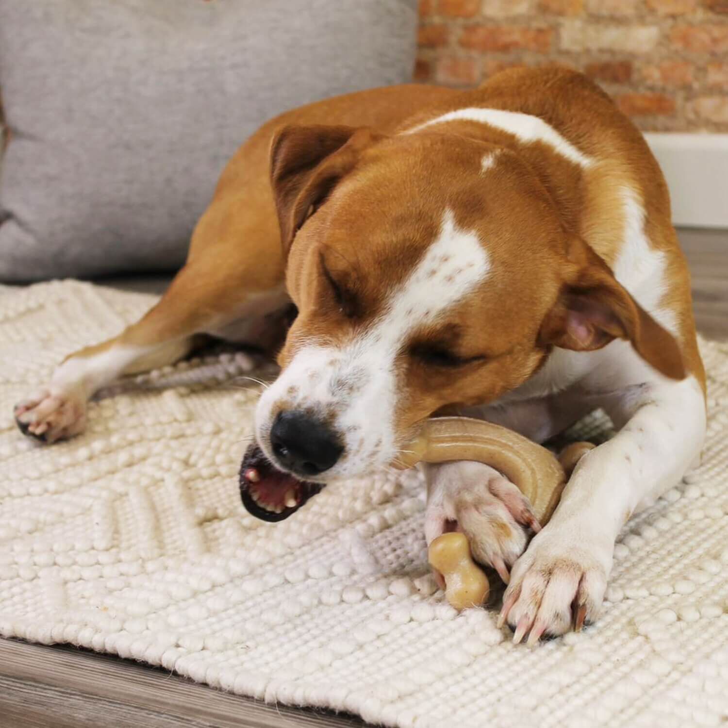 Nylabone Gourmet Style Strong Chew Wishbone Dog Toy - Chicken Flavor