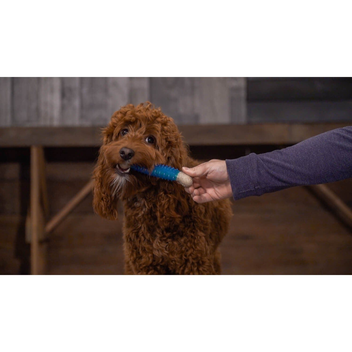 Hero Bonetics Dental Bone Dog Chew Toy For Medium Dogs - Mint