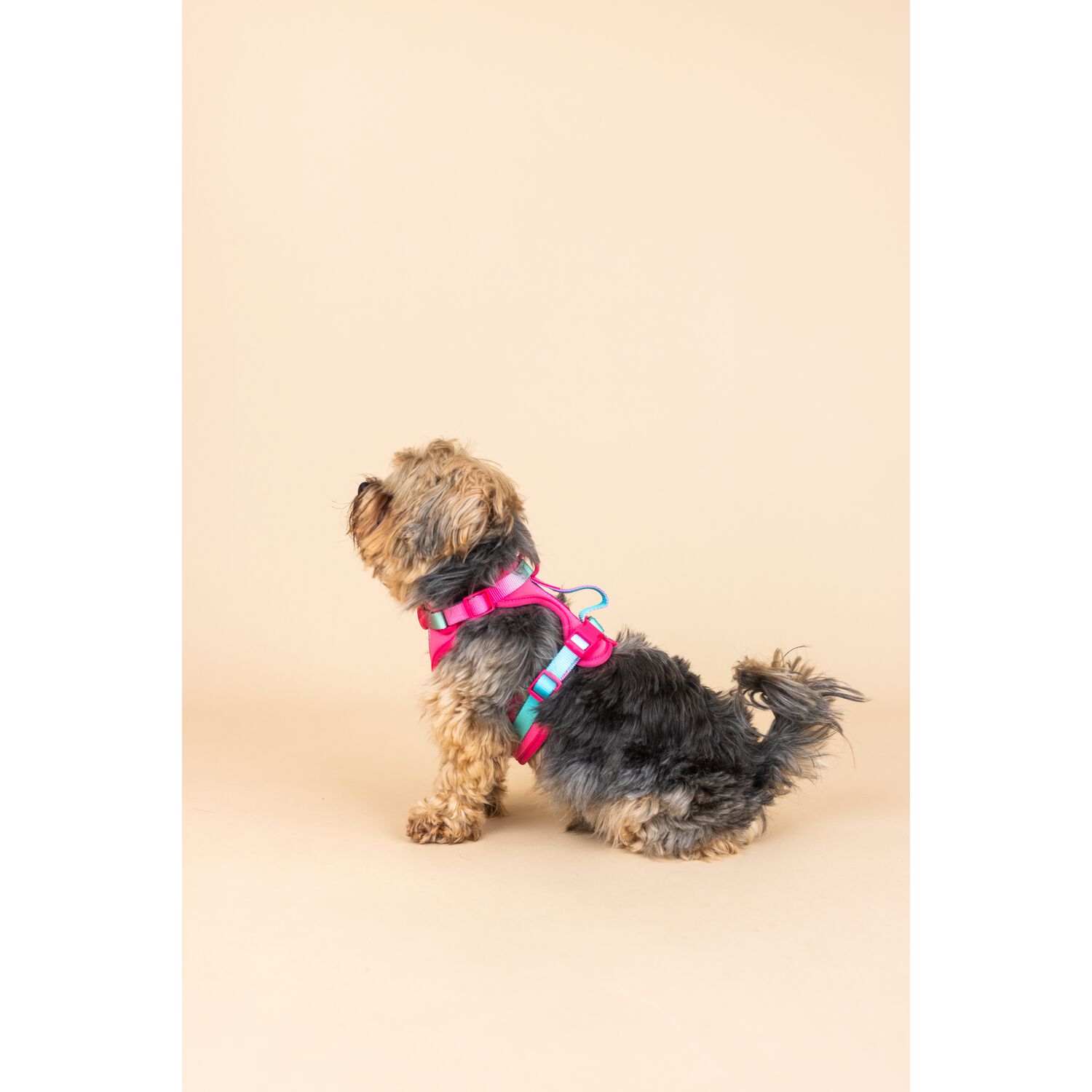 Pink Papyrus Stasia Dual Clip Versitle Buckle Adjustable Dog Harness, Pink, Large