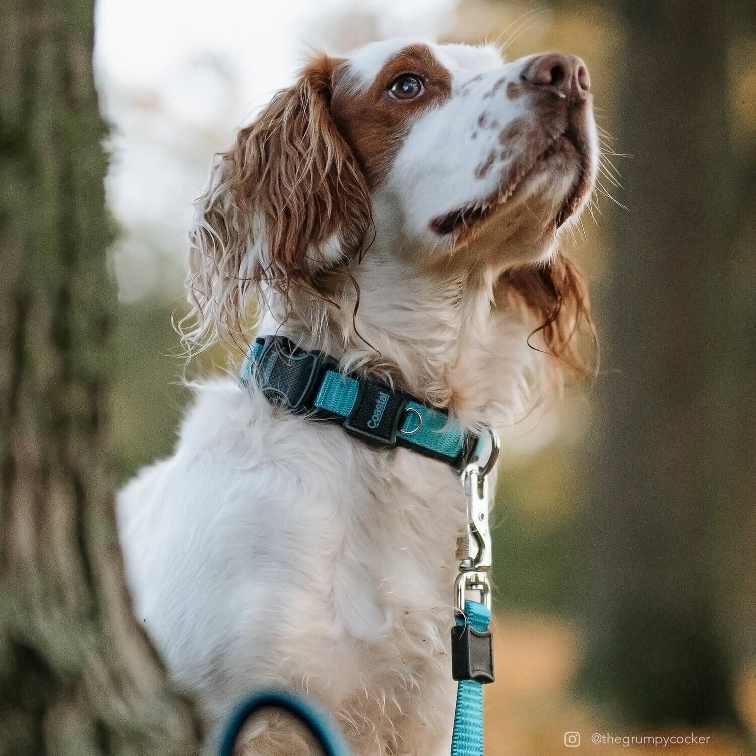 Coastal Pet Products Inspire Adjustable Dog Collar - Inspire Aqua, 1"X18-26"