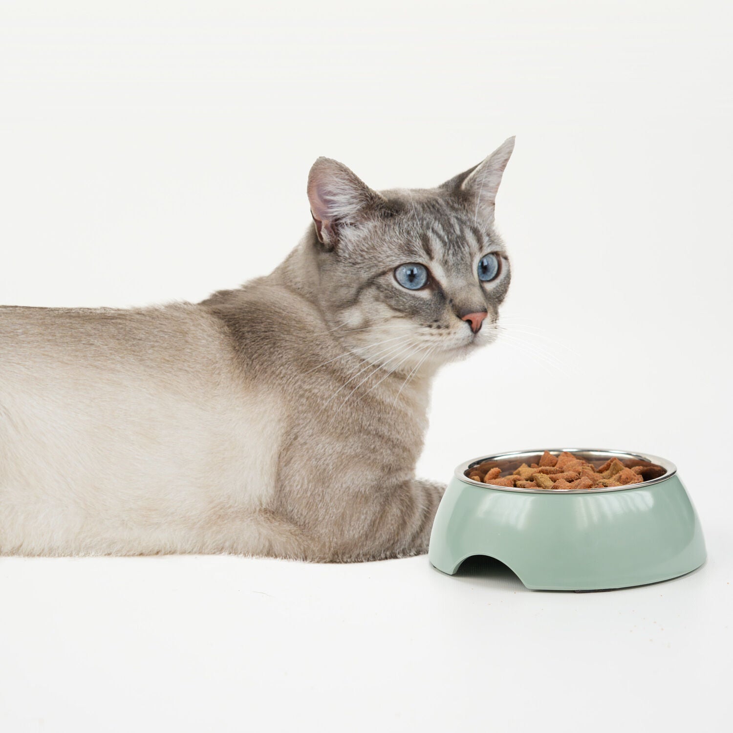 Simply Dog Mint Green Melamine & Stainless Steel Dog & Cat Bowl, 6"