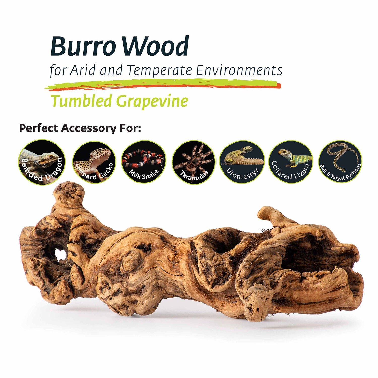 Gal&aacute;pagos Burro Wood, Grapevine Hollow Branch, Natural, 19-24In