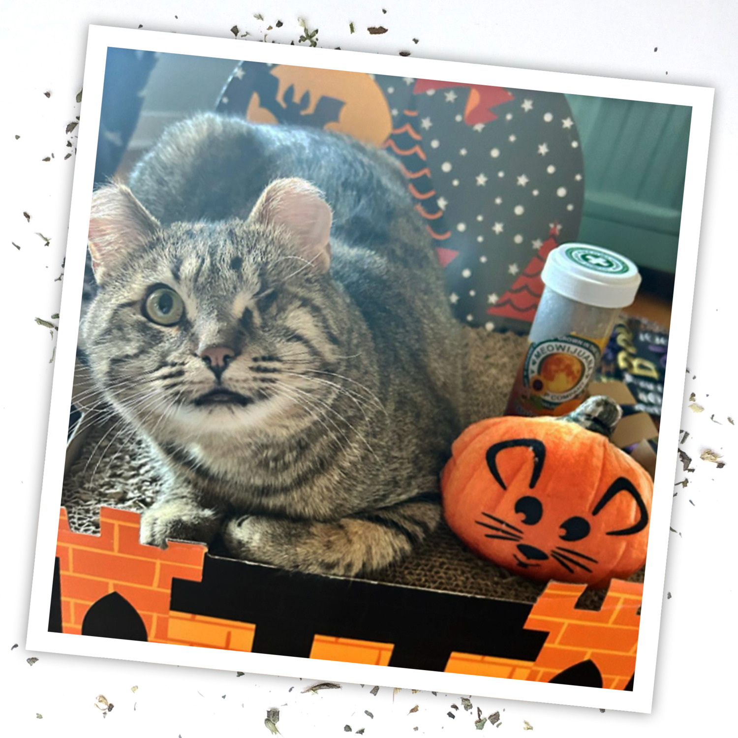 Meowijuana Get Spooked Pumpkin Catnip Cat Toy With Catnip