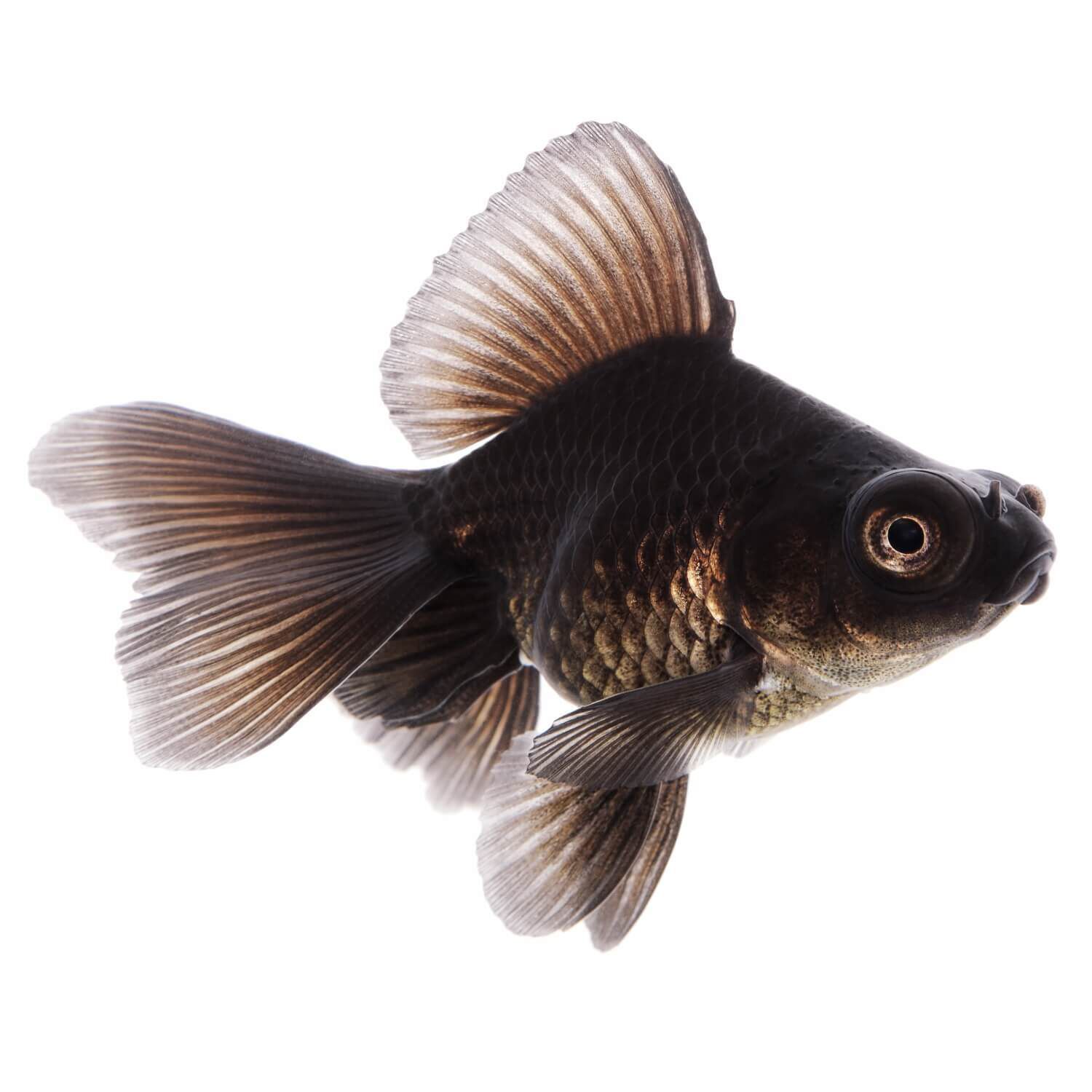 Black shop telescope goldfish