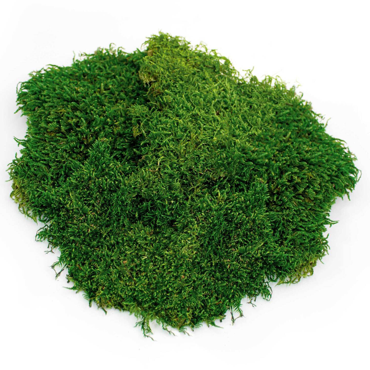 Gal&aacute;pagos Terrarium Moss Substrate, Sheet Moss, 150In 3 Header Bag