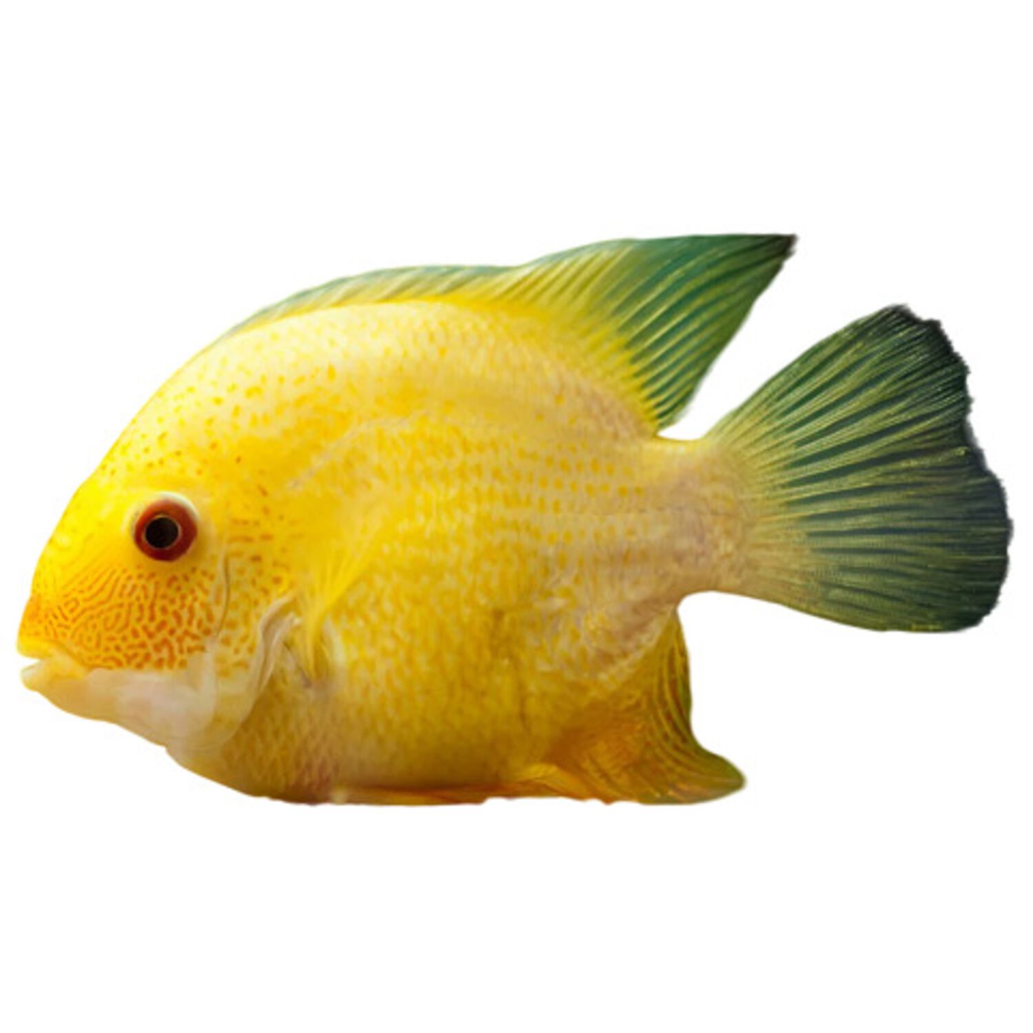 Gold Severum Cichlid - Regular