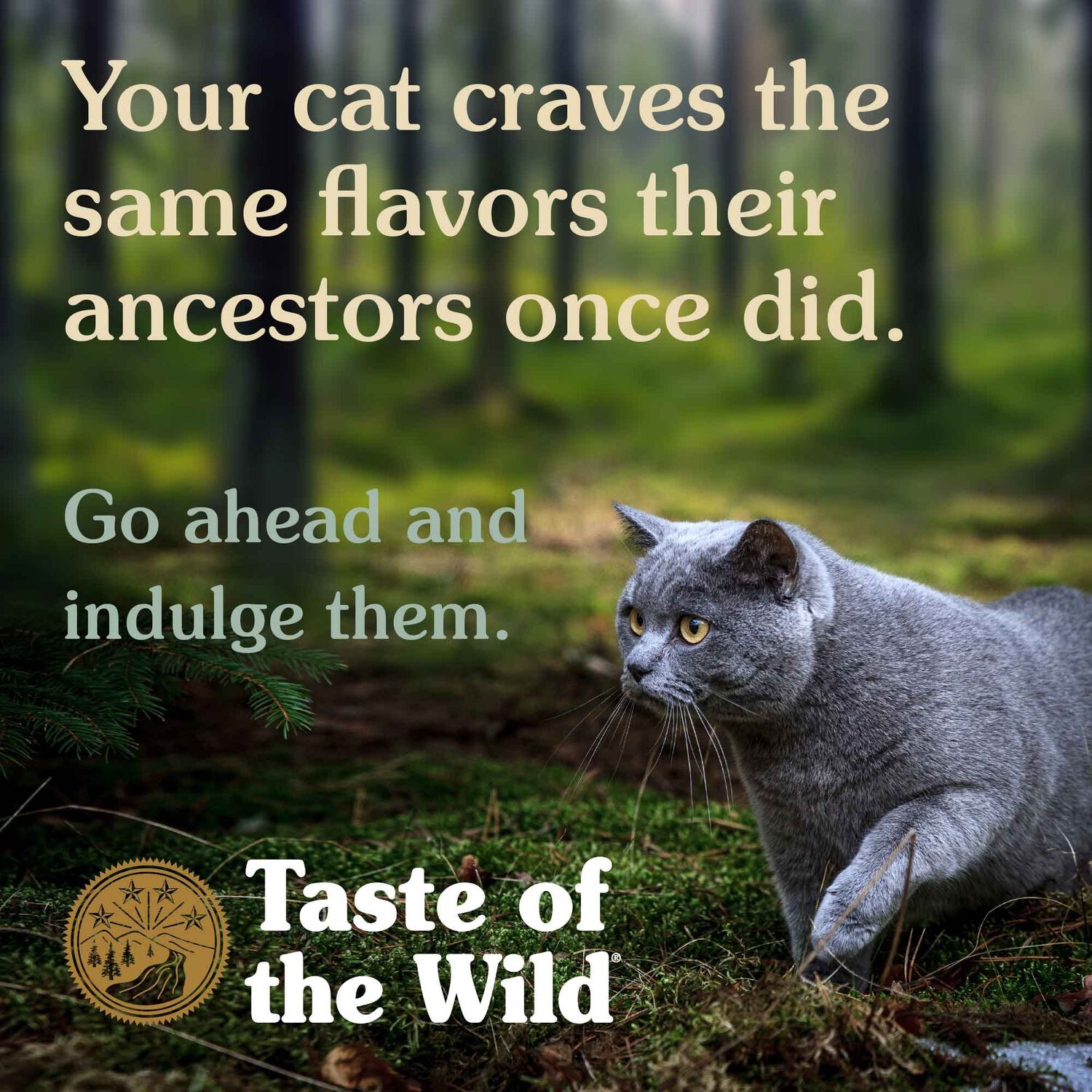 Taste Of The Wild Canyon River Wet Cat Food, Feline Recipe With Trout And Salmon In Gravy, 3-Oz Can