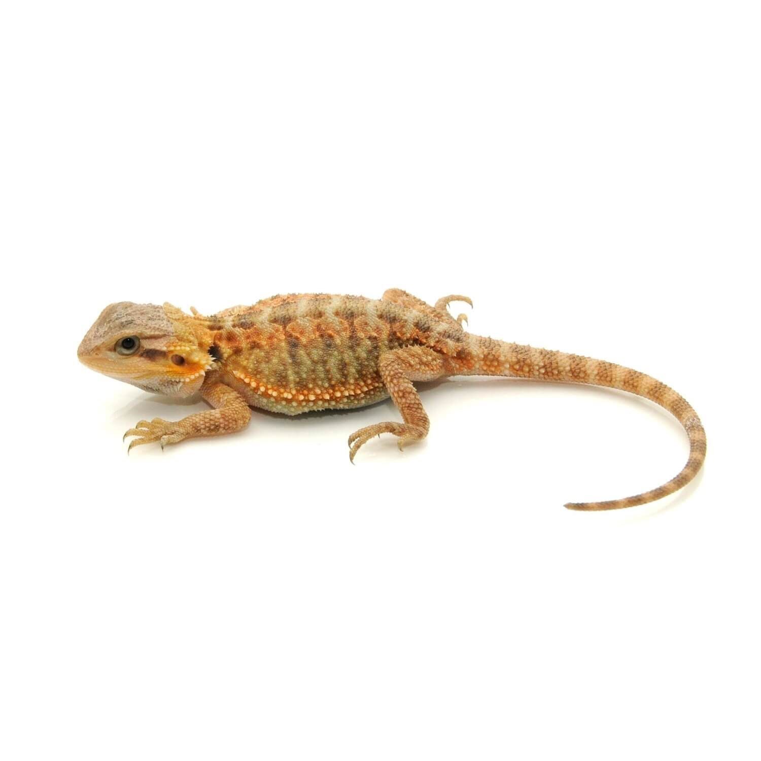 Baby Fancy Bearded Dragon