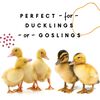 Manna Pro Duckling & Gosling Starter Grower Food