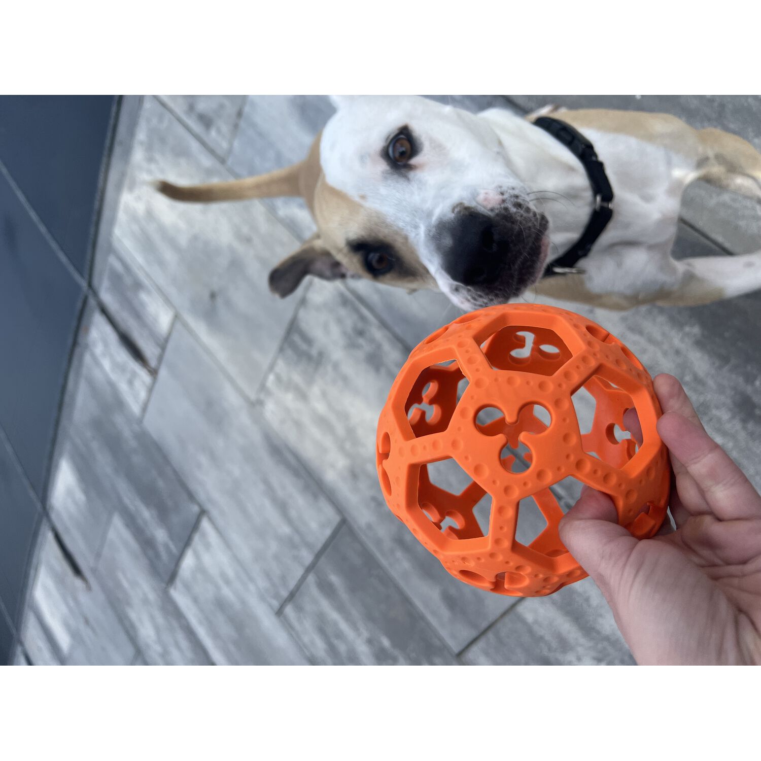 Tall Tails Goat Sport Flex-A-Ball Dog Toy, 5.5-Inch