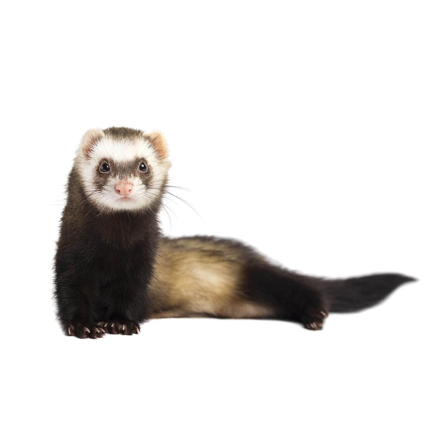 Ferrets