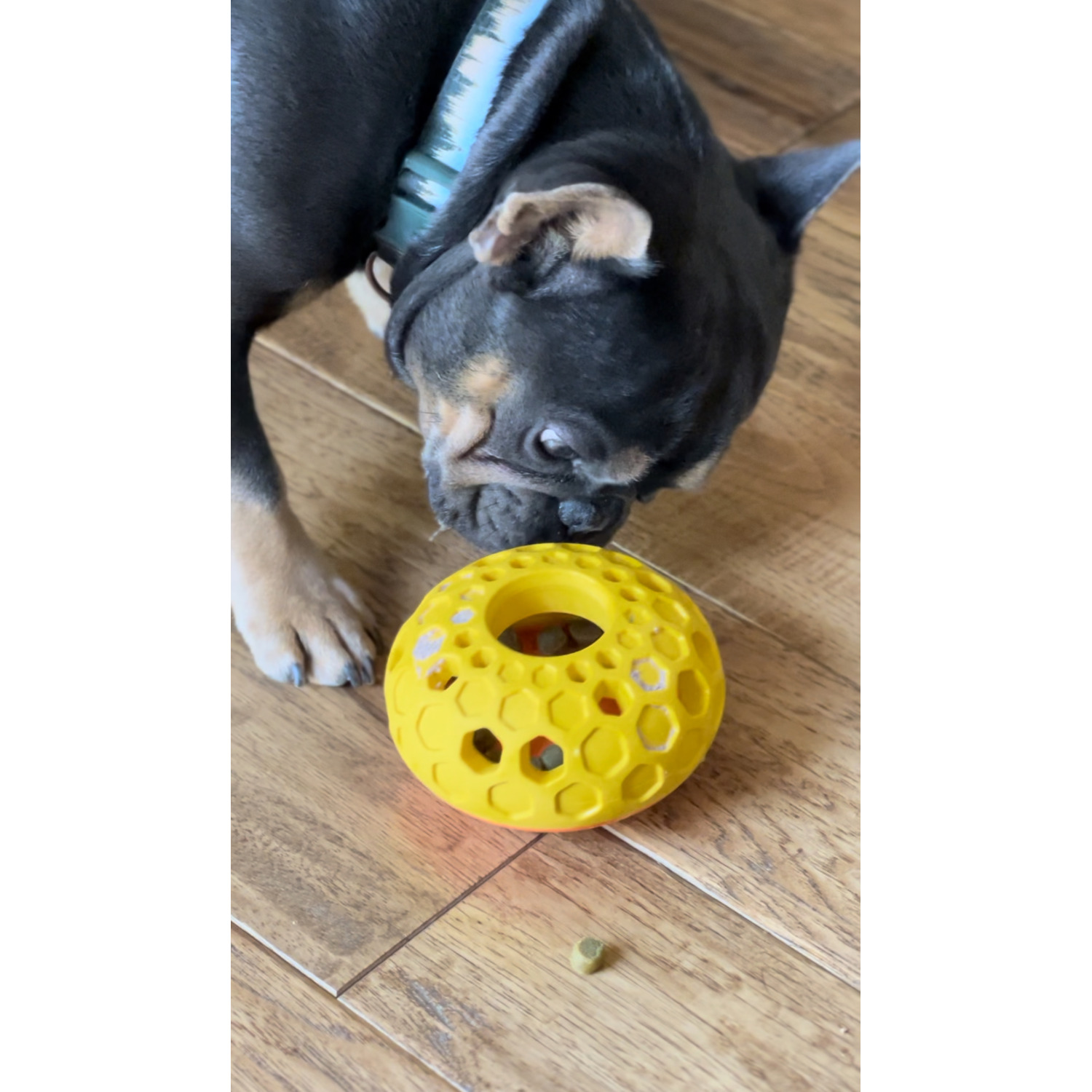 Tall Tails Natural Rubber Bee Hive Interactive Treat Dispensing Dog Toy, 5"