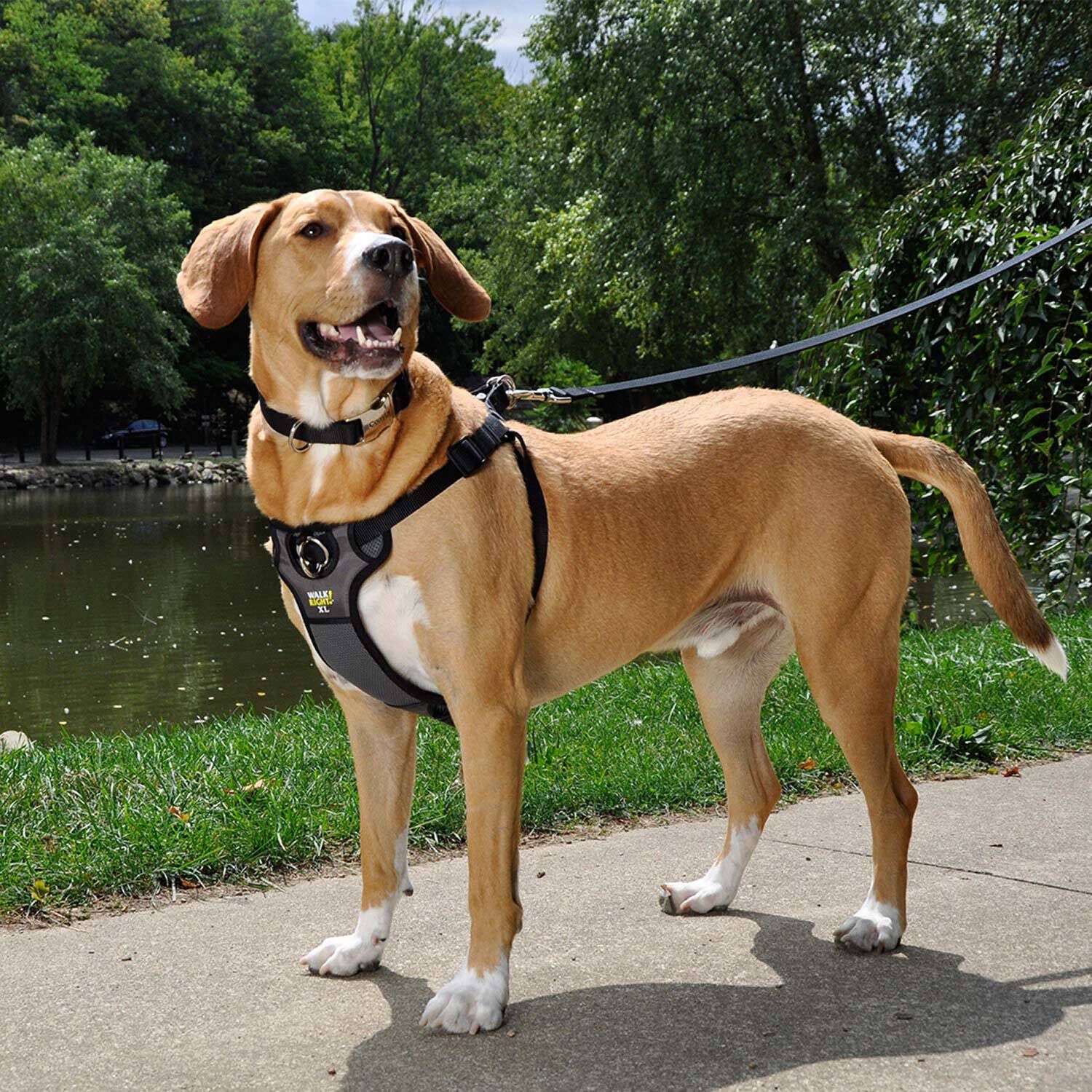 Padded front walking harness outlet