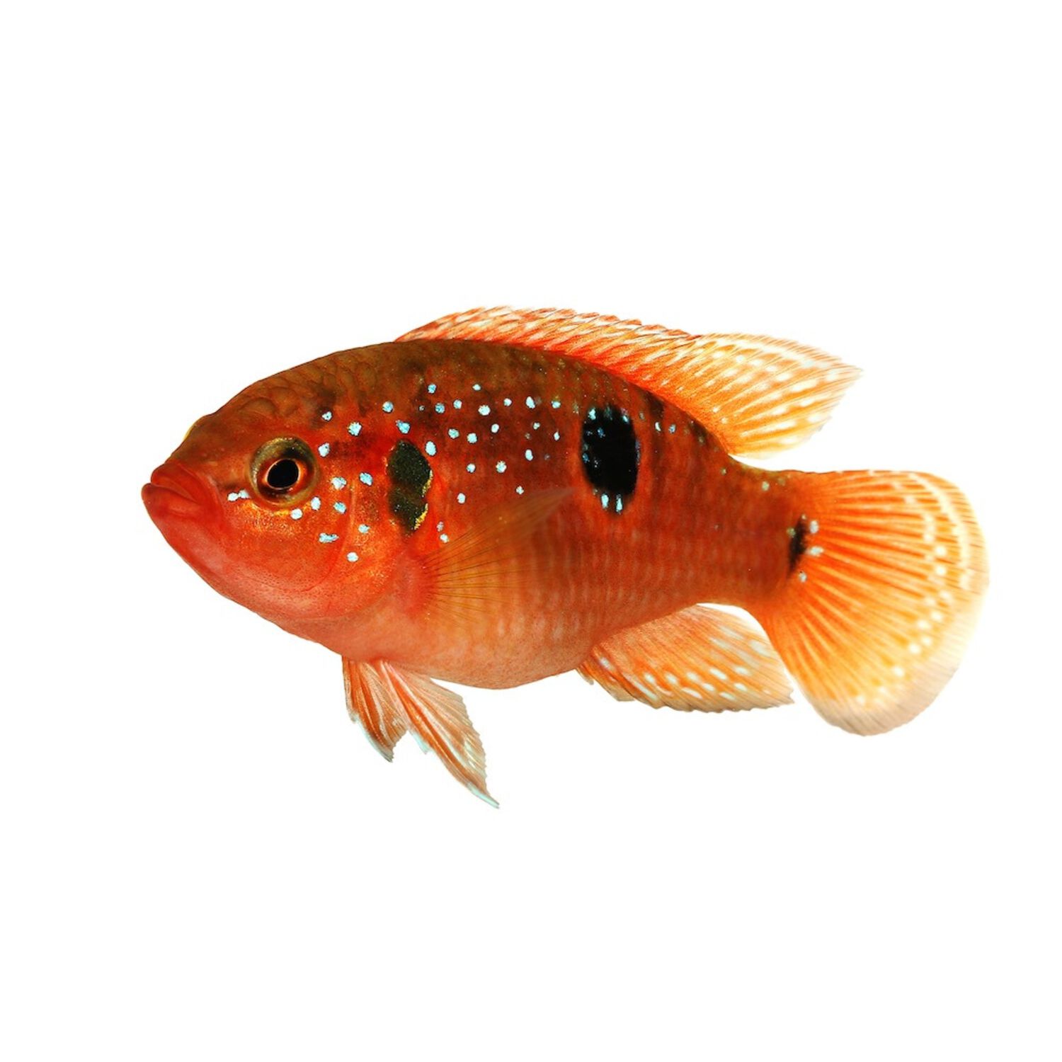 Jewel Cichlid Medium