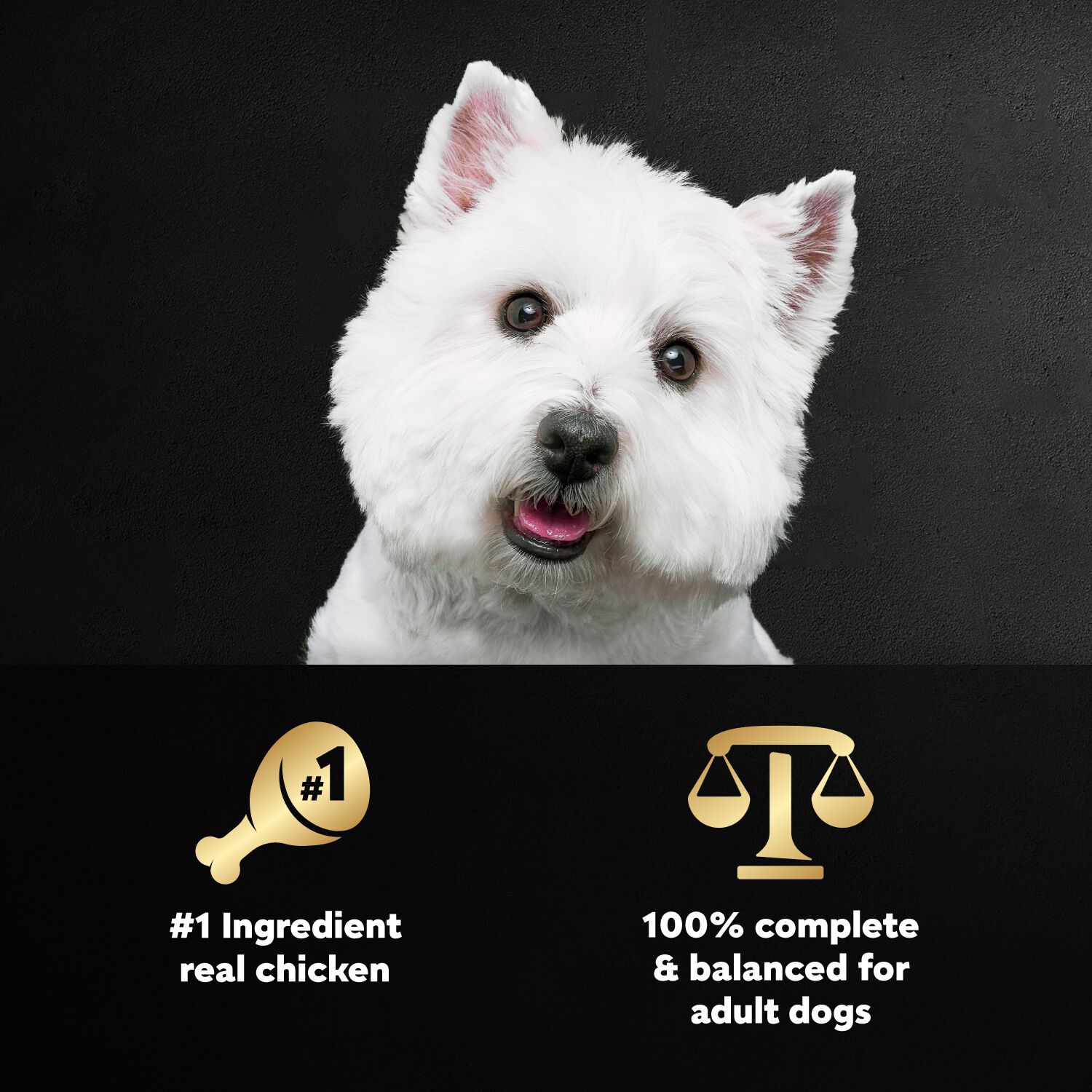 Cesar Wholesome Bowls Wet Dog Food Chicken Recipes Variety Pack, 3Oz/6Ct