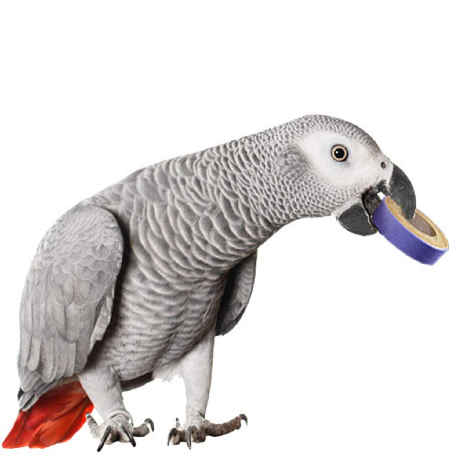 Super Bird Creations Fatty Bagels Bird Toys - 24-Pack