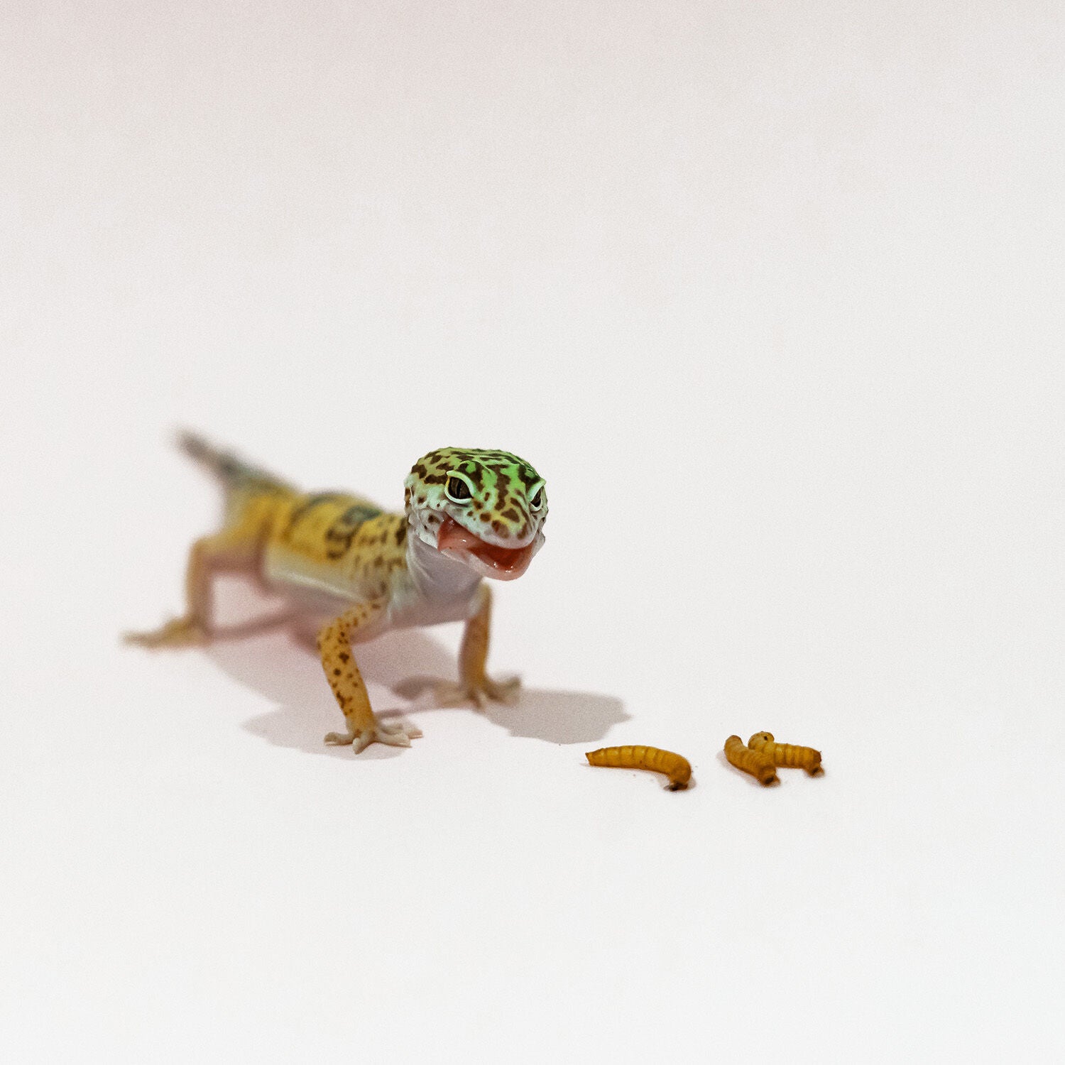 Live Mealworms