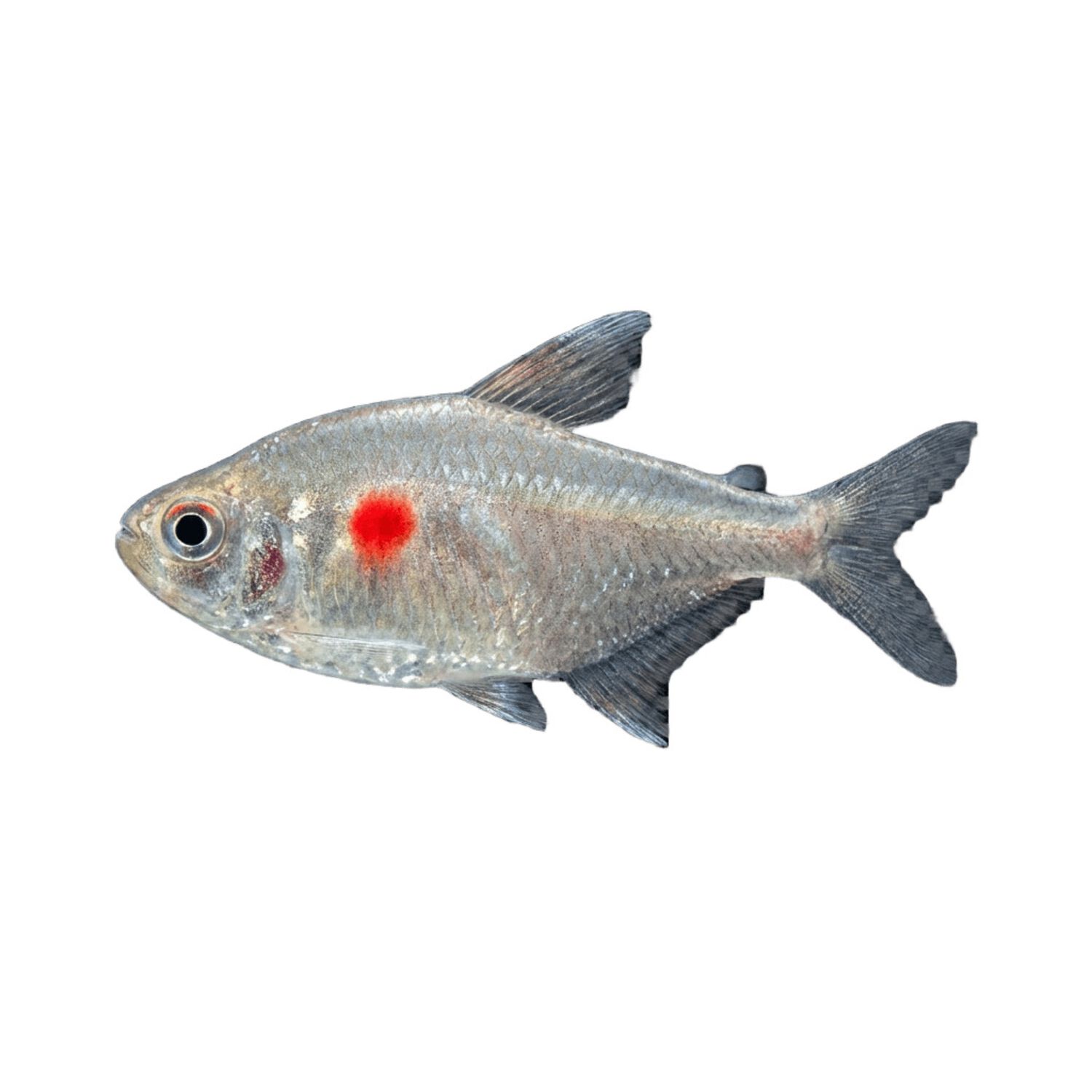 Bleeding Heart Tetra - Regular