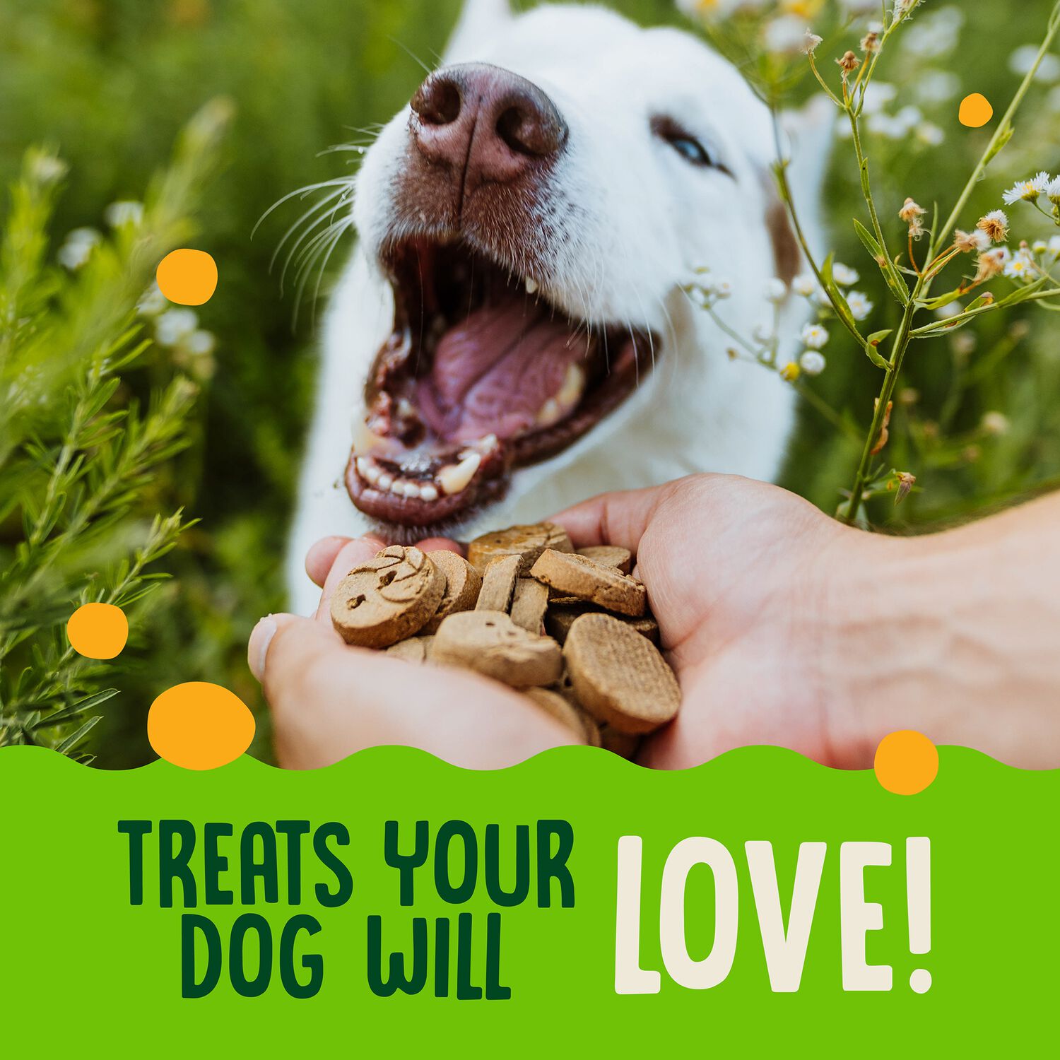 Earthborn Holistic Grain-Free Earthbites Crunchy Dog Biscuit Treats, Turkey  Flavor, 10-Oz