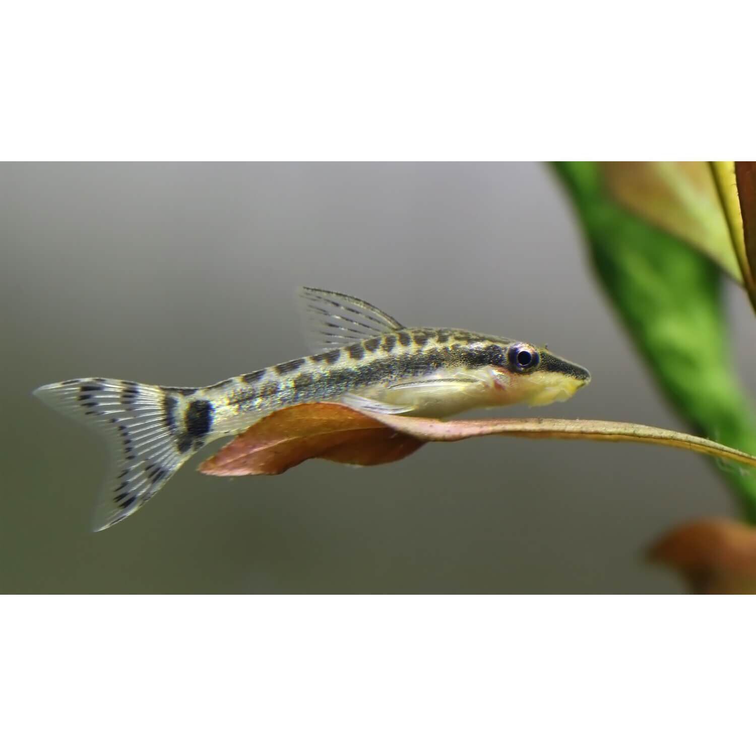 Otocinclus 1ea Pet Supermarket