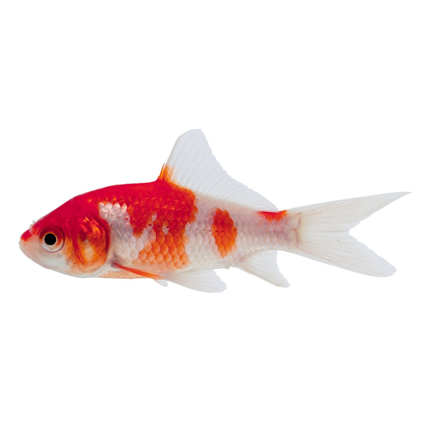 Sarassa Comet Goldfish - Large