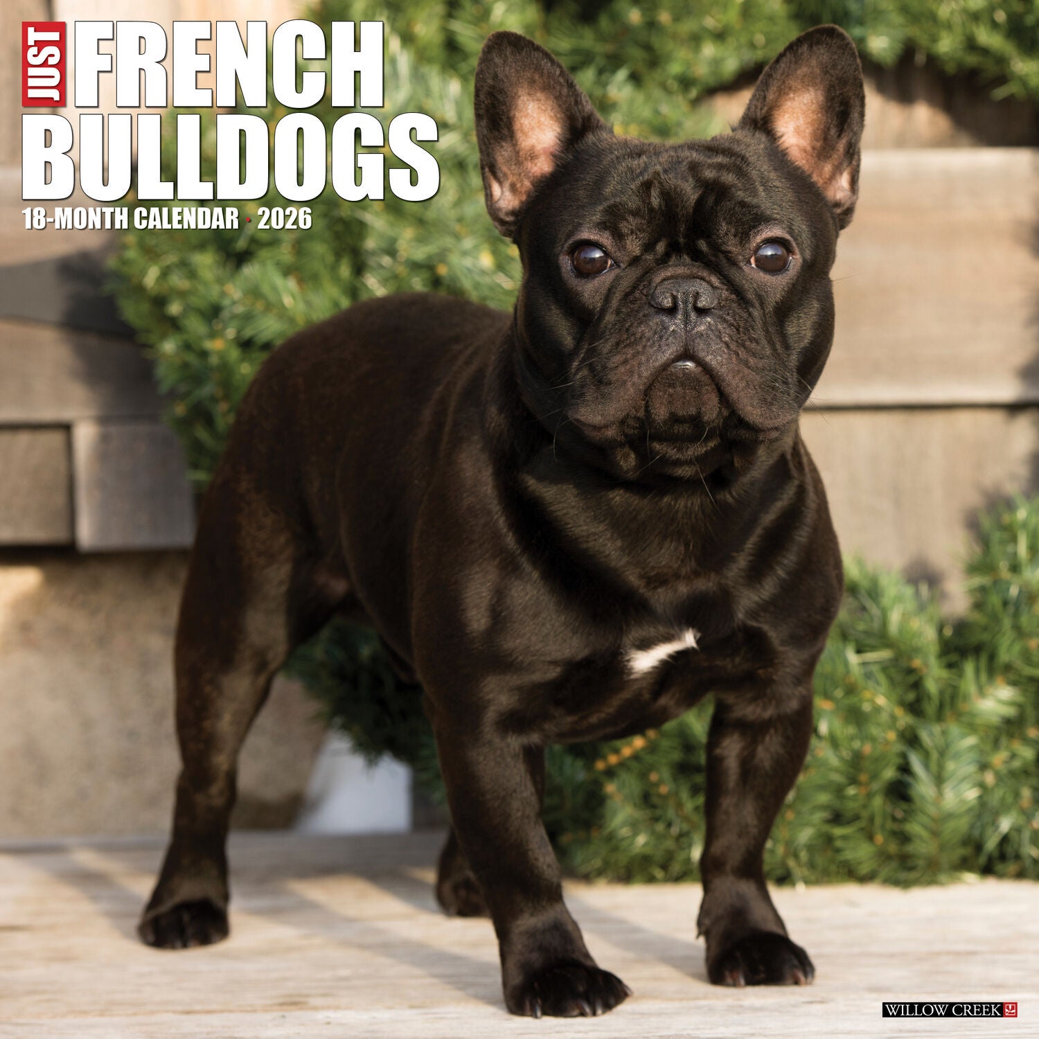 Willow Creek Press 2026 French Bulldogs Wall Calendar