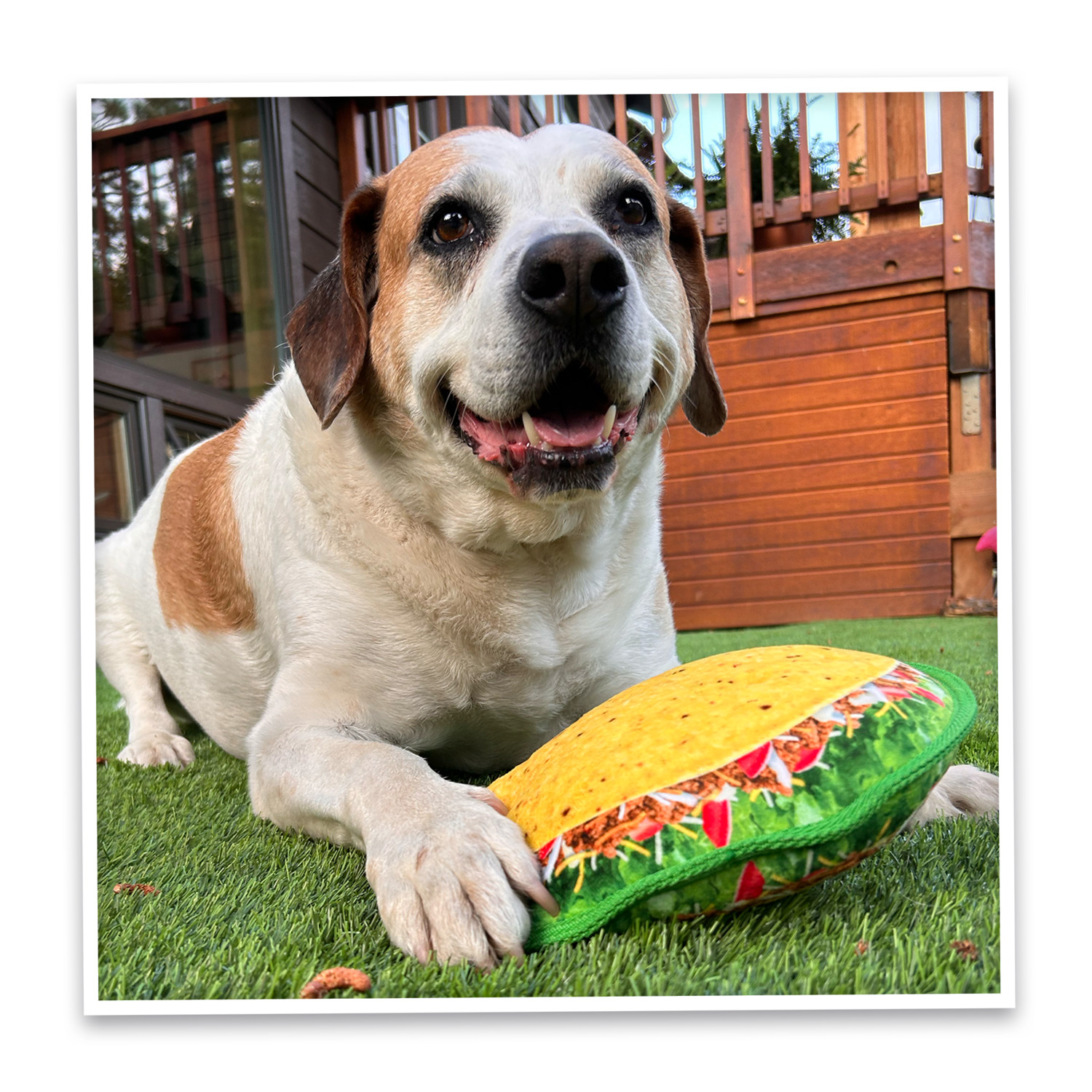 Doggijuana Tuffer Chewer Crunchy Taco Durable Dog Toy With Juananip Catnip
