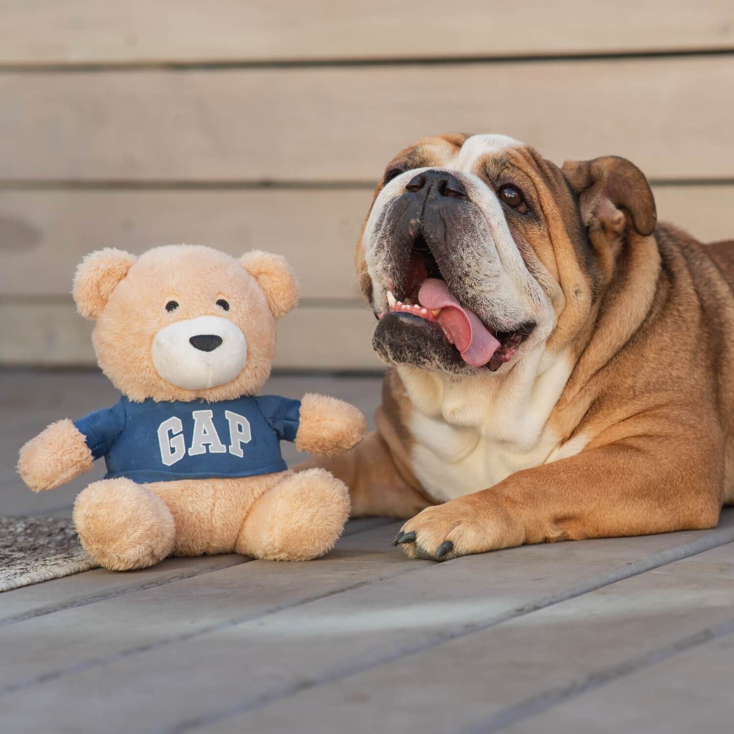 Gap Plush Teddy Bear With Squeaker Dog Toy
