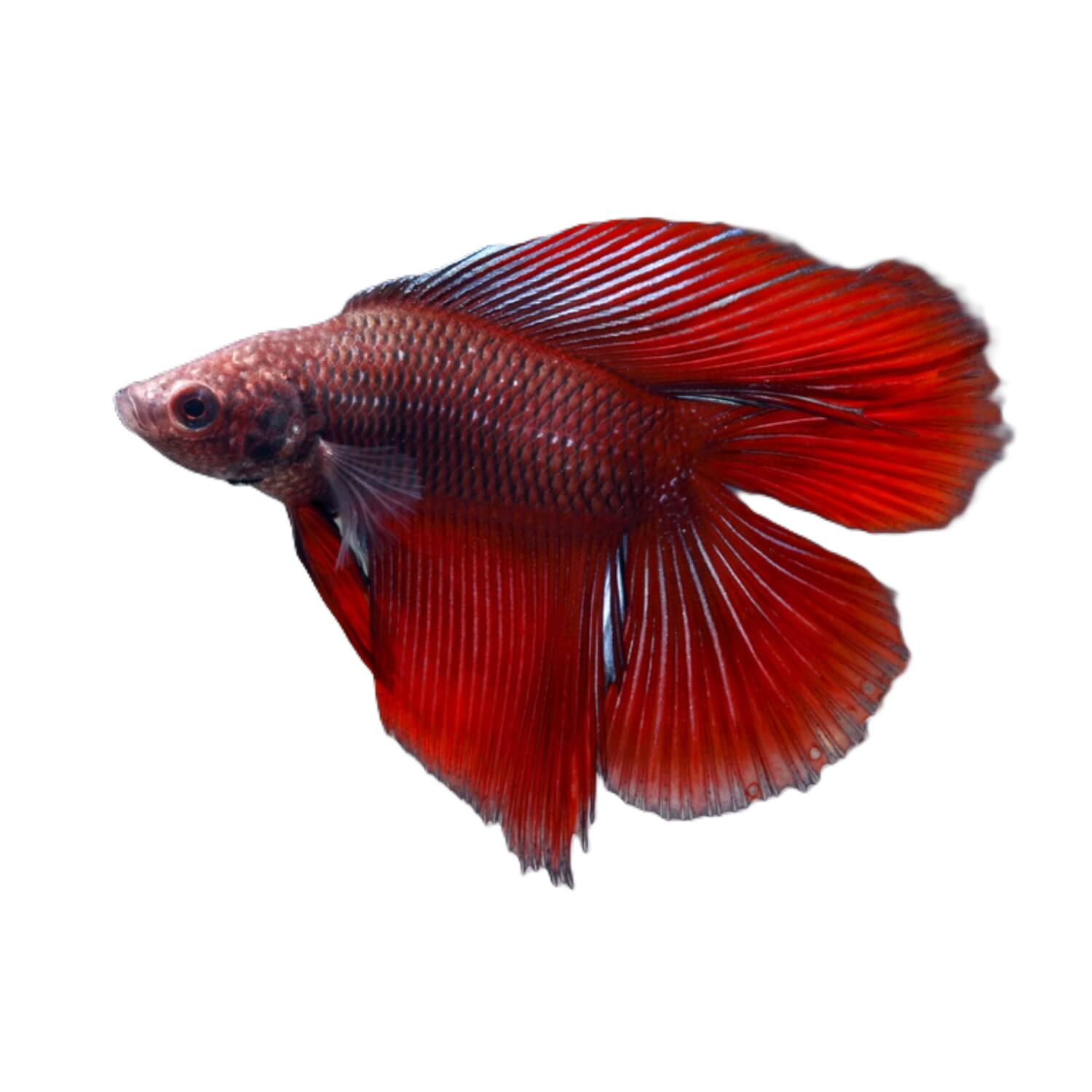 Twintail Halfmoon Betta Male Large