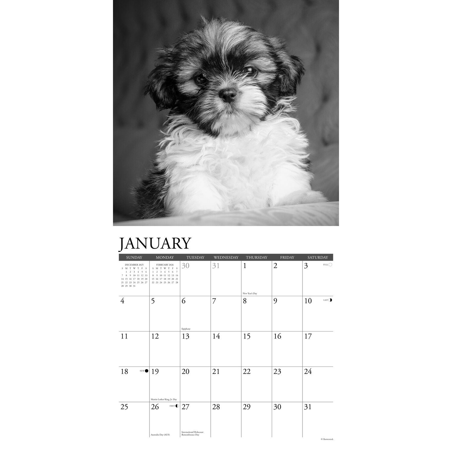 Willow Creek Press 2026 Shih Tzu Puppies Wall Calendar