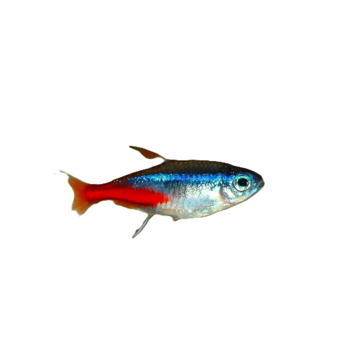 Neon Tetra Fish, Large