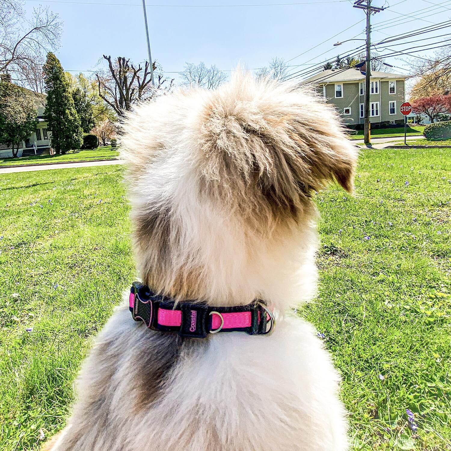 Coastal Pet Products Inspire Dog Leash - Inspire Pink, 6'