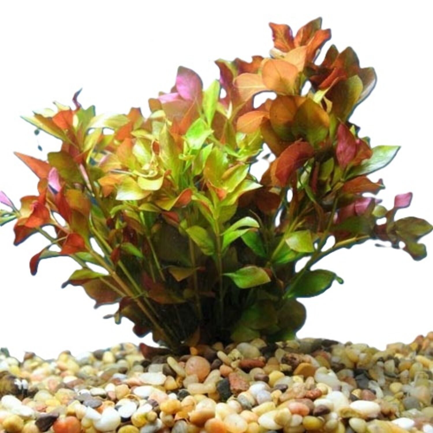 Broad Leaf Ludwigia