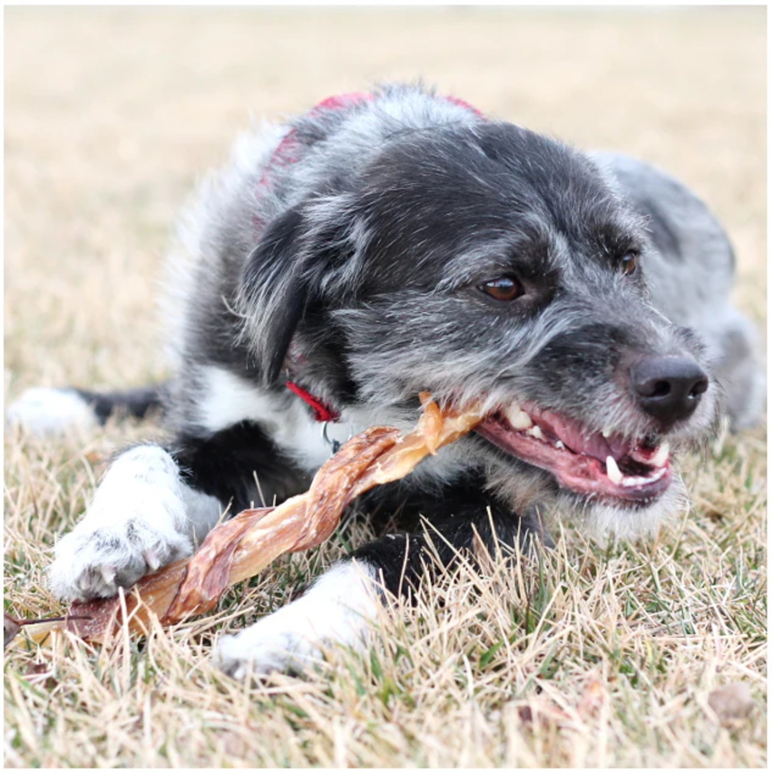 Performatrin Ultra Beef Combo Strip Dog Treat, 9-12"