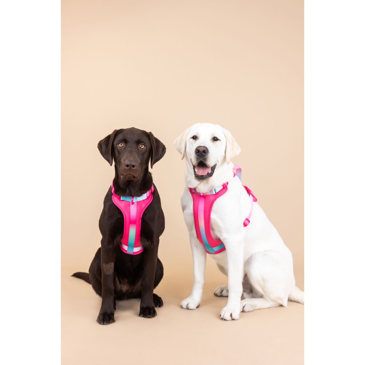 Pink Papyrus Stasia Dual Clip Versitle Buckle Adjustable Dog Harness, Pink, Large