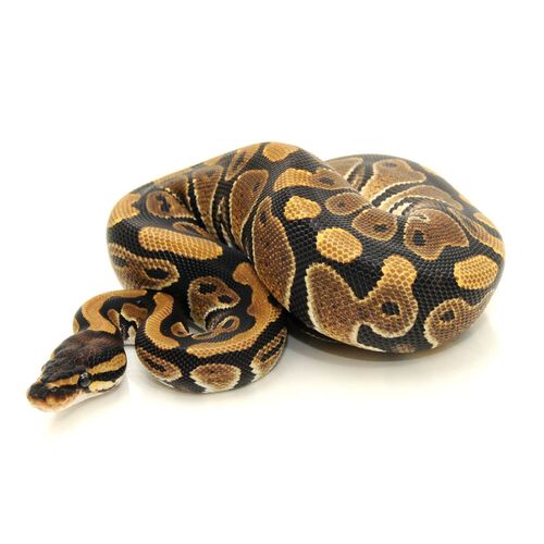 Juvenile Ball Python