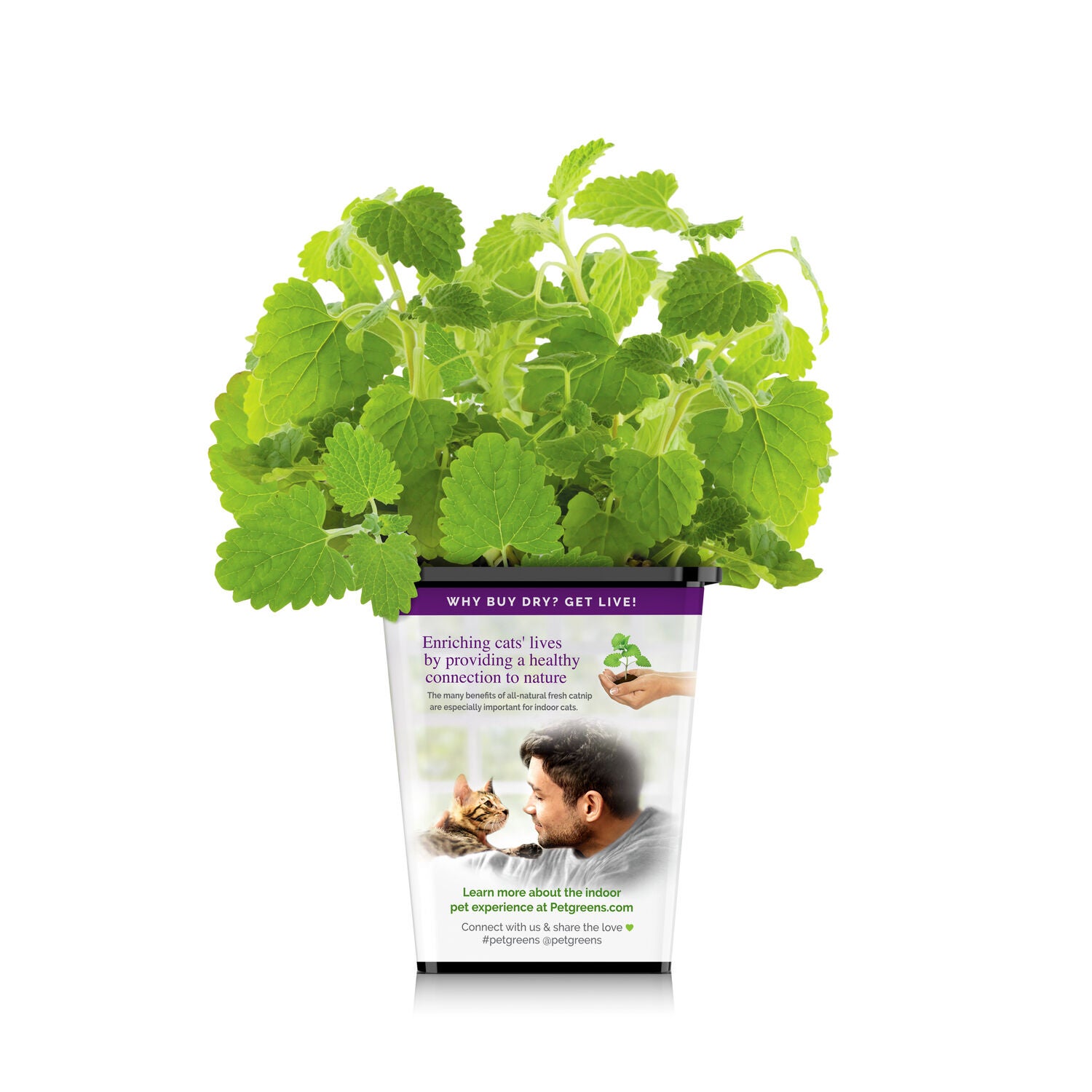 Pet Greens Live Catnip Cat Treat
