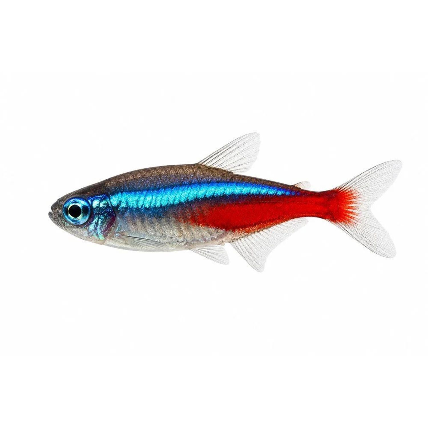 Neon Tetra Florida - X-Large