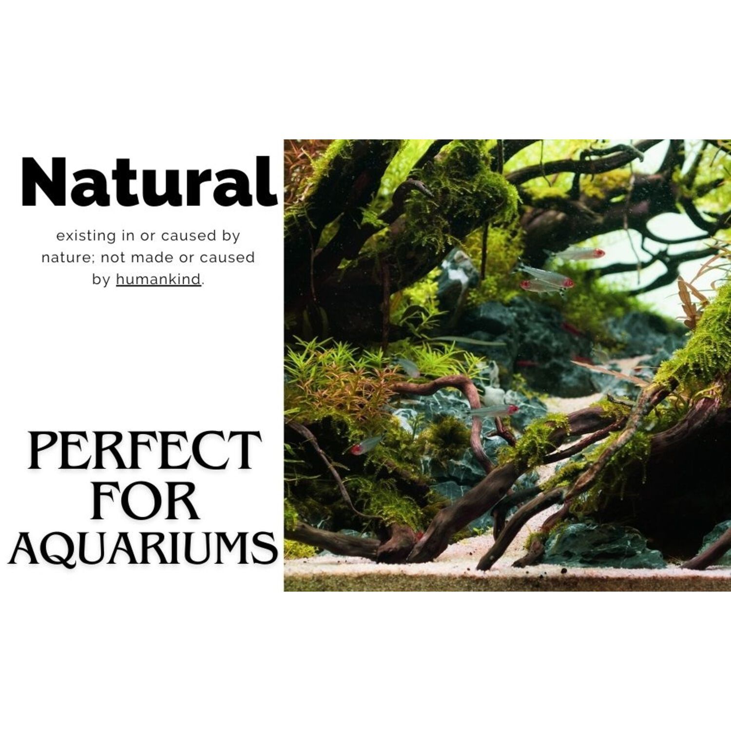Gal&aacute;pagos Hollow Tree Root, Driftwood Aquarium And Terrarium Decor, Natural, 12-16"