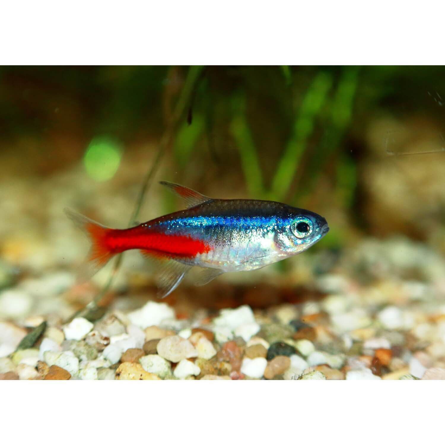 Neon Tetra Large