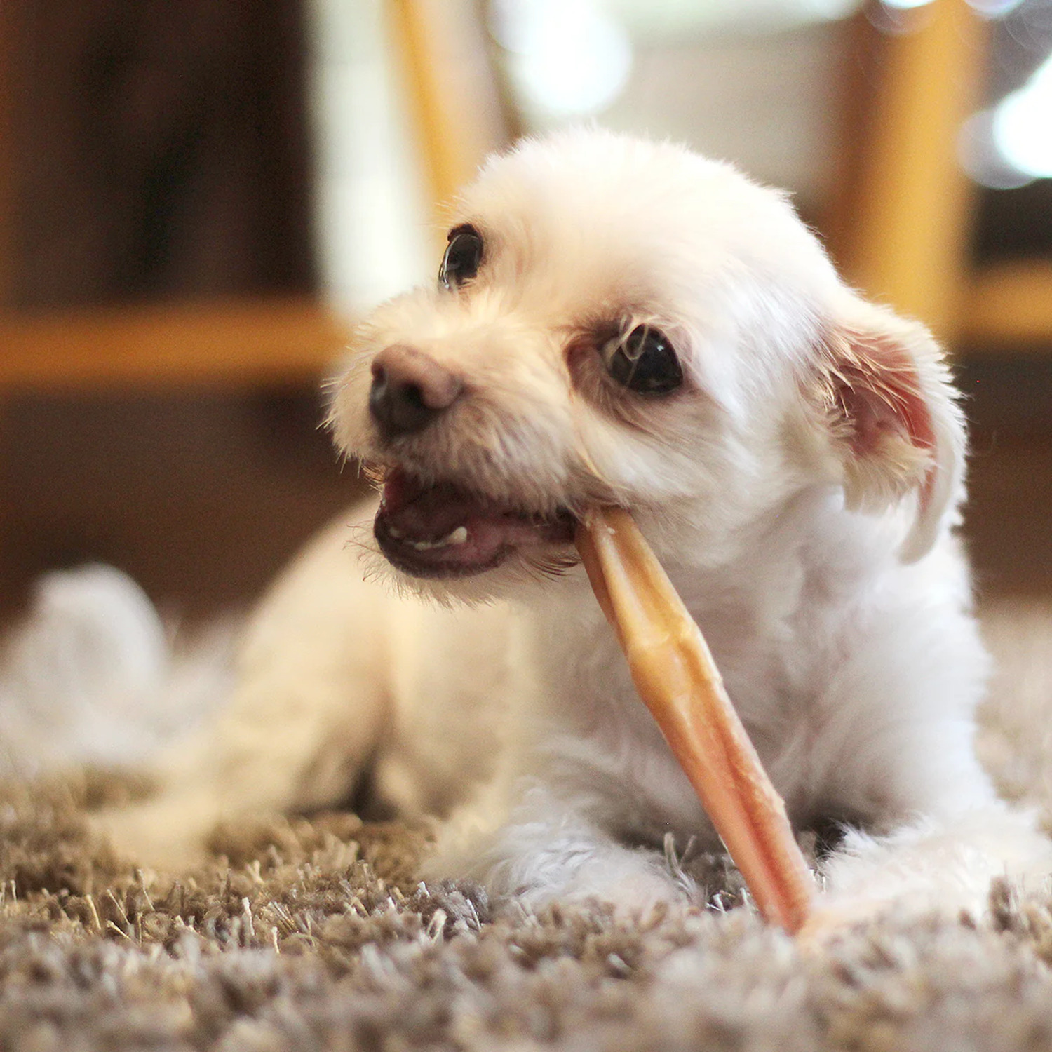 Performatrin Ultra Standard Odor Free Bully Sticks Natural Dog Treats, 6"
