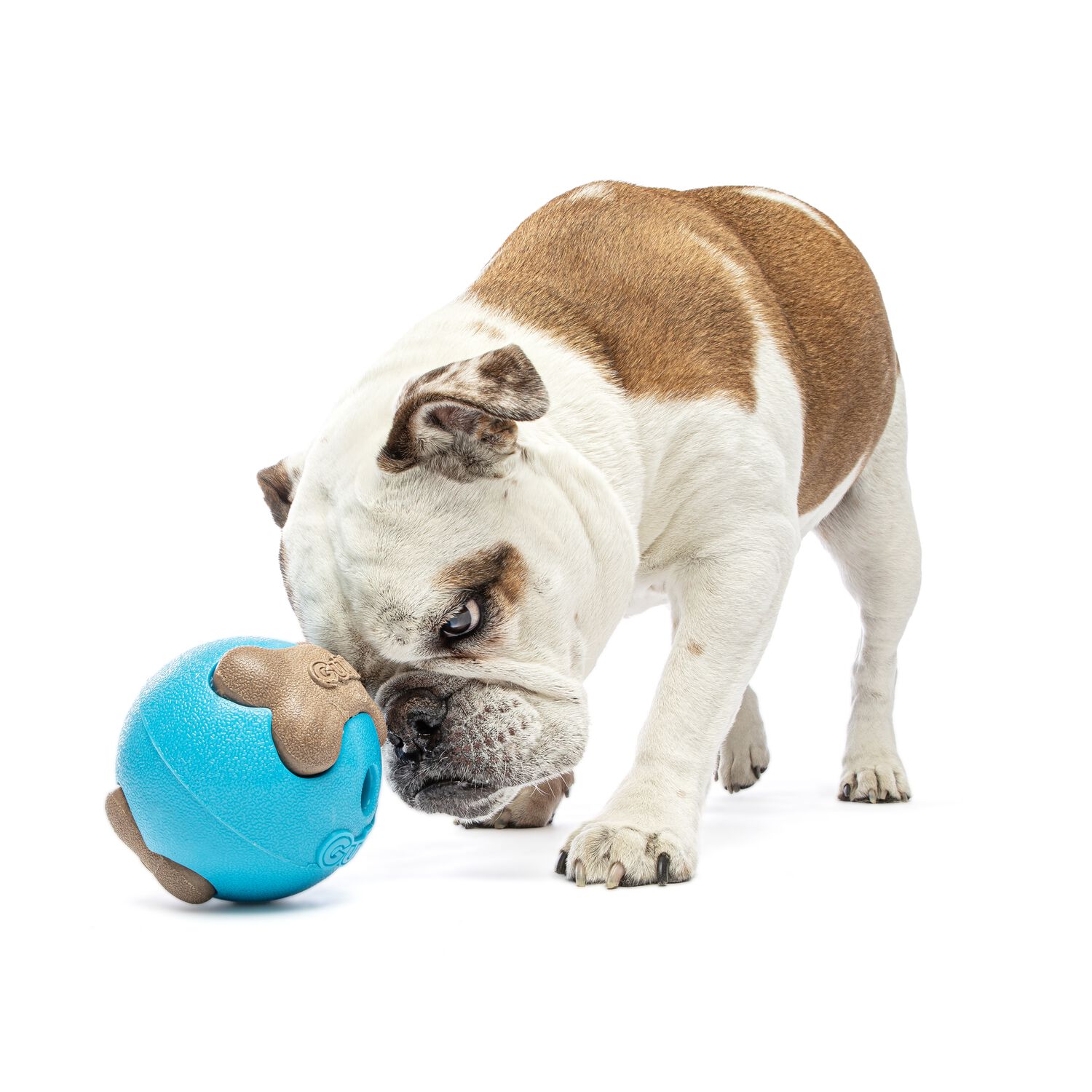 Guru Busy Ball Interactive Treat Dispensing Dog Toy, Medium