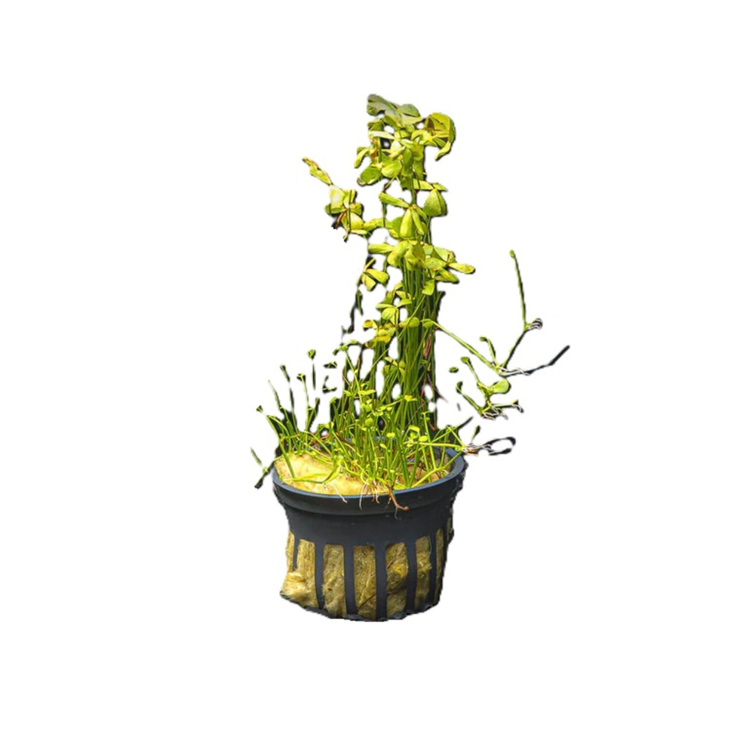Four Leaf Clover, Dwarf