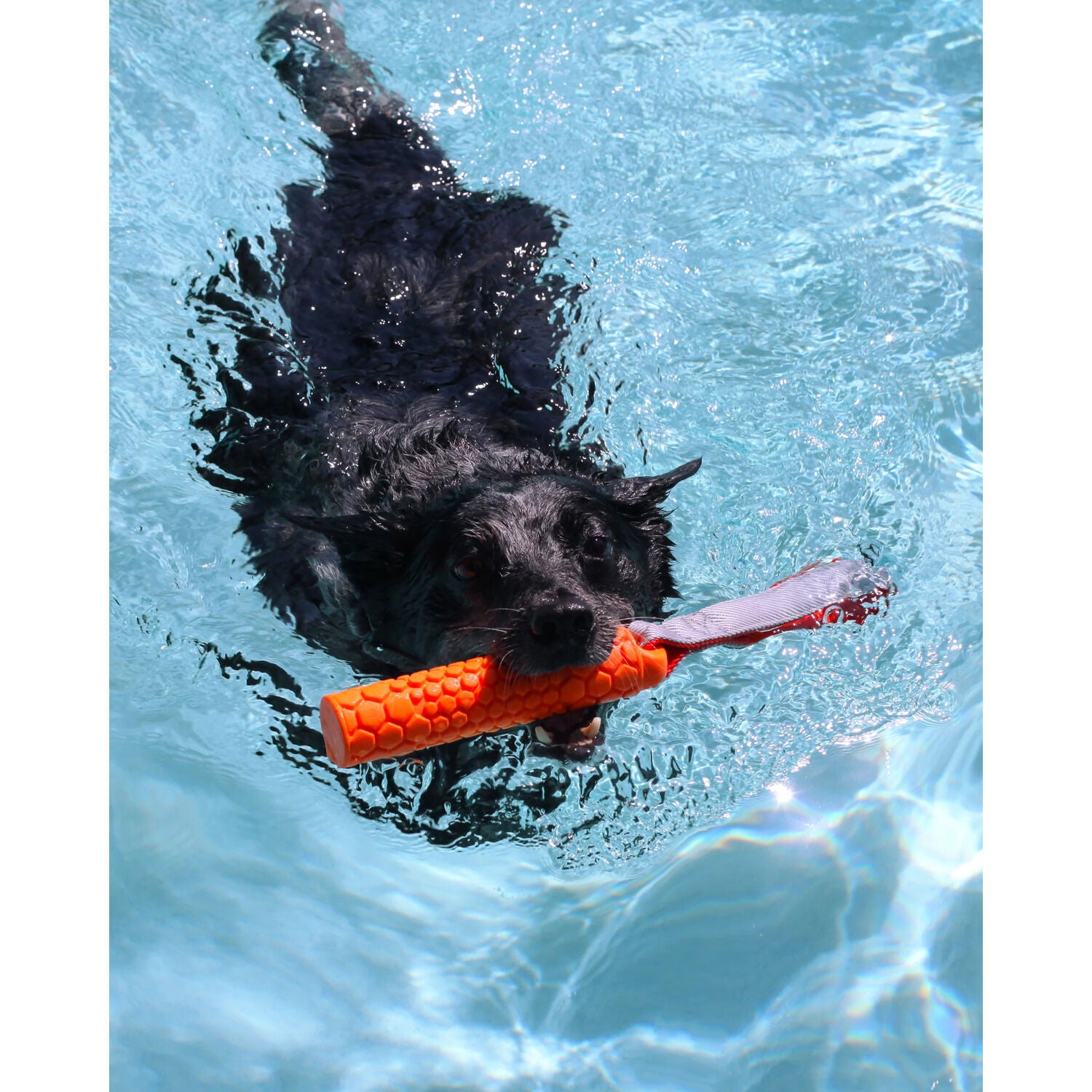 N-Gage Active Bumper Junior Dog Toy