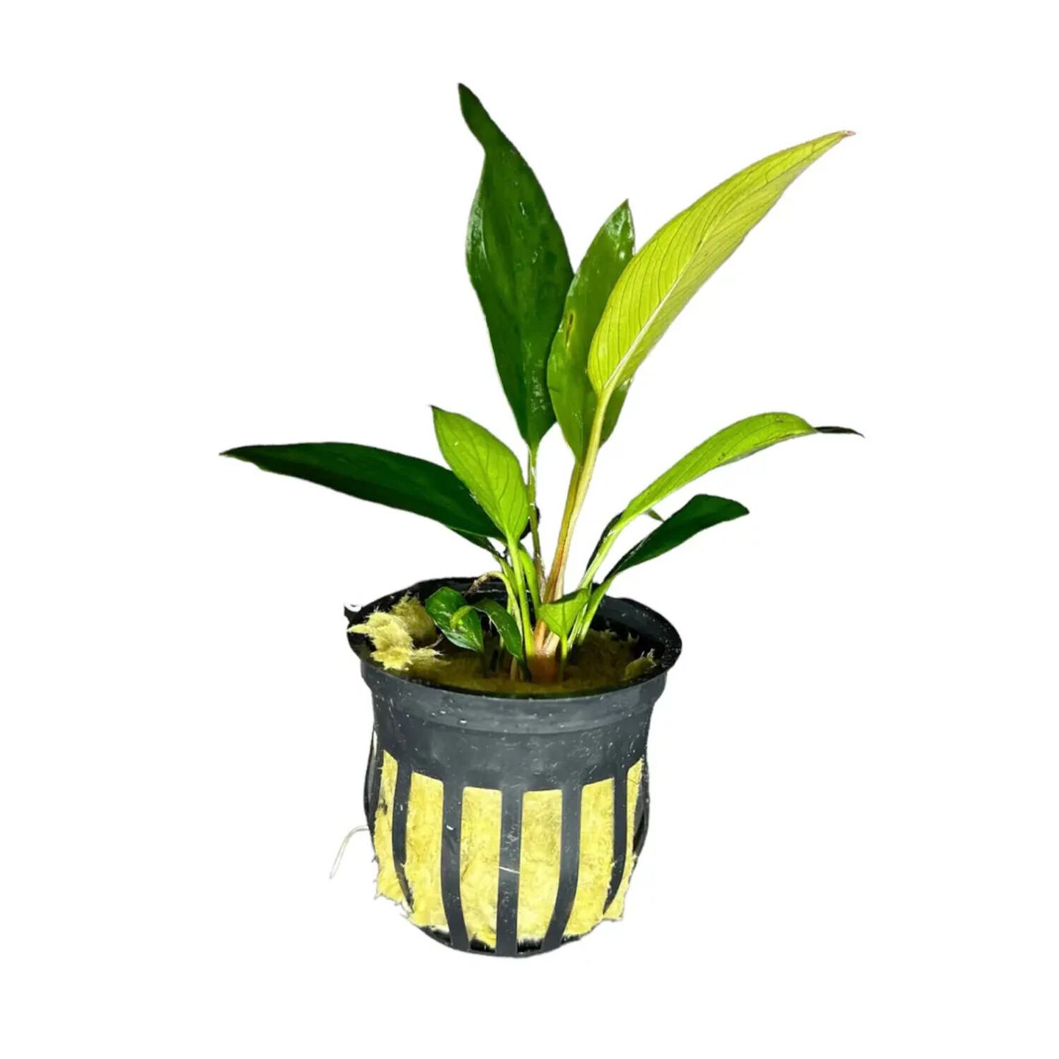 Anubias Frazeri Potted