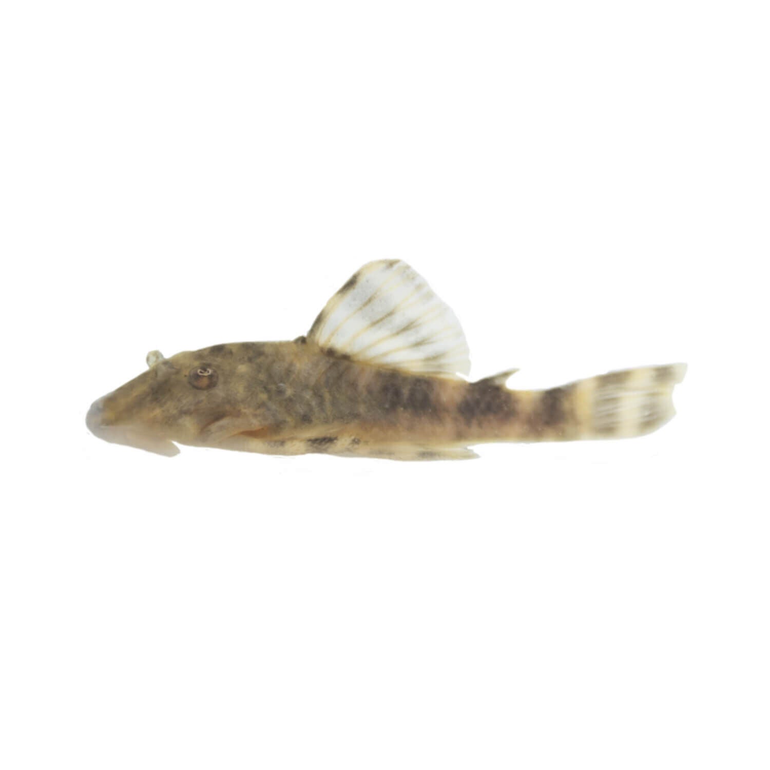 Clown Pleco L103 Regular